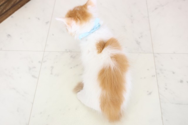 兵庫県のメインクーン (Coo&RIKU明石店/2025年12月13日生まれ/男の子/レッドタビーホワイト)の子猫の4枚目の画像