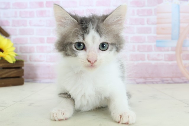 奈良県のメインクーン (Coo&RIKU奈良富雄南店/2025年12月13日生まれ/男の子/ブルータビーホワイト)の子猫の1枚目の画像