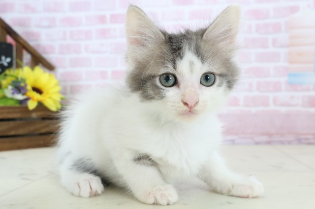 奈良県のメインクーン (Coo&RIKU奈良富雄南店/2025年12月13日生まれ/男の子/ブルータビーホワイト)の子猫の2枚目の画像