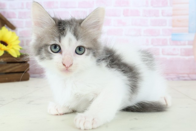 奈良県のメインクーン (Coo&RIKU奈良富雄南店/2025年12月13日生まれ/男の子/ブルータビーホワイト)の子猫の3枚目の画像