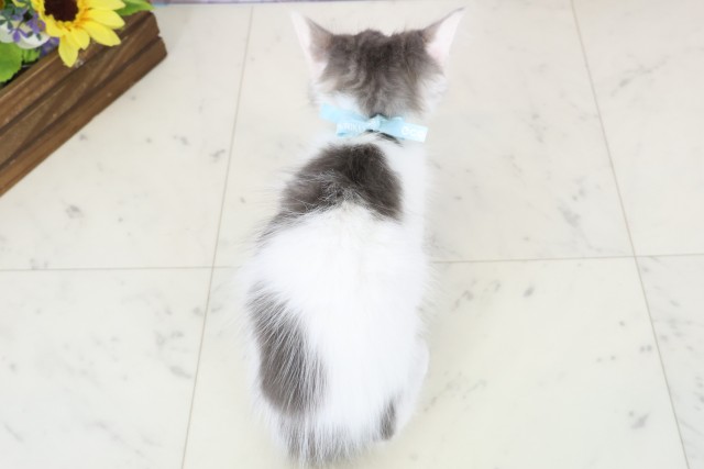 奈良県のメインクーン (Coo&RIKU奈良富雄南店/2025年12月13日生まれ/男の子/ブルータビーホワイト)の子猫の4枚目の画像