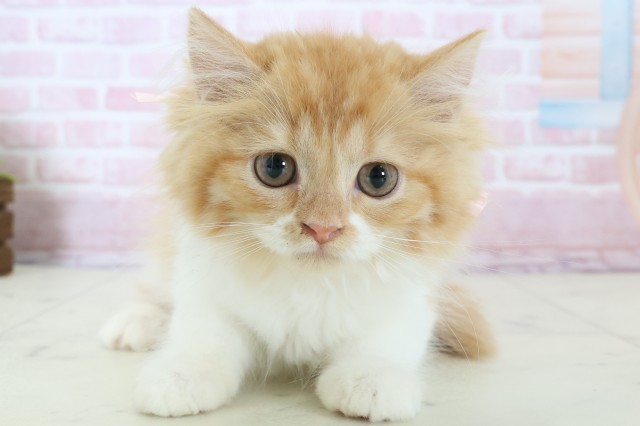 広島県のラガマフィン (Coo&RIKU福山店/2025年11月29日生まれ/女の子/レッドタビーホワイト)の子猫の1枚目の画像