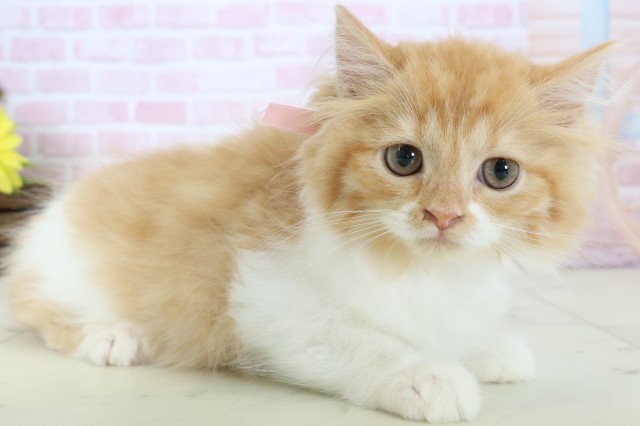 広島県のラガマフィン (Coo&RIKU福山店/2025年11月29日生まれ/女の子/レッドタビーホワイト)の子猫の2枚目の画像