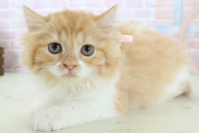 広島県のラガマフィン (Coo&RIKU福山店/2025年11月29日生まれ/女の子/レッドタビーホワイト)の子猫の3枚目の画像