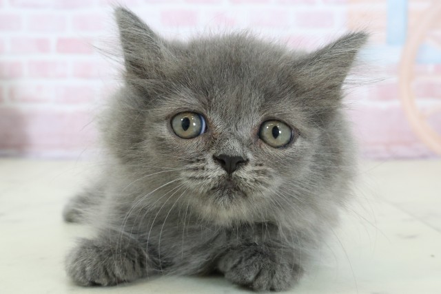滋賀県のミヌエット (Coo&RIKUアヤハディオ水口店/2025年12月12日生まれ/男の子/ブルー)の子猫の1枚目の画像