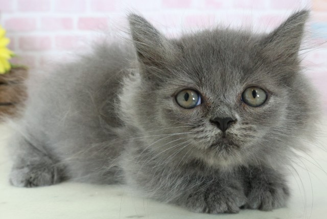 滋賀県のミヌエット (Coo&RIKUアヤハディオ水口店/2025年12月12日生まれ/男の子/ブルー)の子猫の2枚目の画像