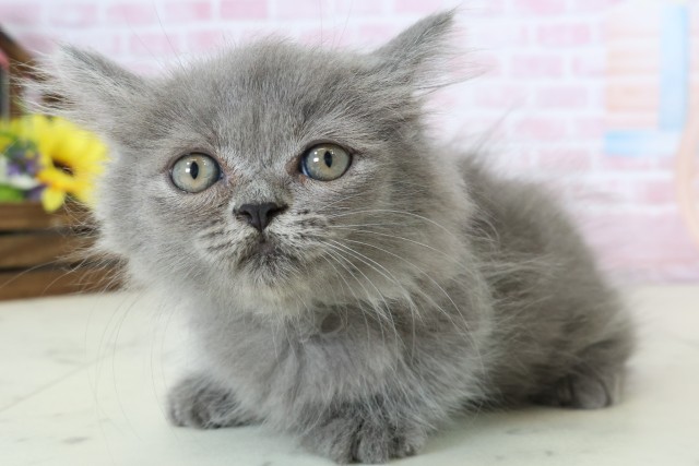 滋賀県のミヌエット (Coo&RIKUアヤハディオ水口店/2025年12月12日生まれ/男の子/ブルー)の子猫の3枚目の画像