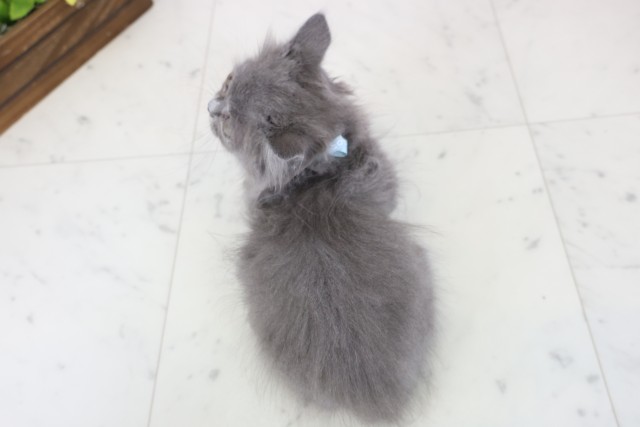 滋賀県のミヌエット (Coo&RIKUアヤハディオ水口店/2025年12月12日生まれ/男の子/ブルー)の子猫の4枚目の画像