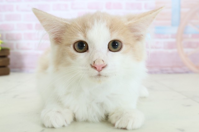 福岡県のノルウェージャンフォレストキャット (Coo&RIKU筑後店/2025年11月3日生まれ/男の子/クリームタビーホワイト)の子猫の1枚目の画像