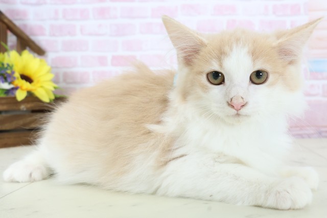 福岡県のノルウェージャンフォレストキャット (Coo&RIKU筑後店/2025年11月3日生まれ/男の子/クリームタビーホワイト)の子猫の2枚目の画像