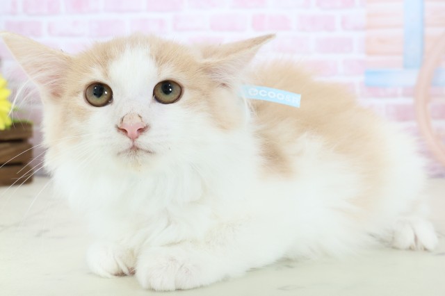 福岡県のノルウェージャンフォレストキャット (Coo&RIKU筑後店/2025年11月3日生まれ/男の子/クリームタビーホワイト)の子猫の3枚目の画像