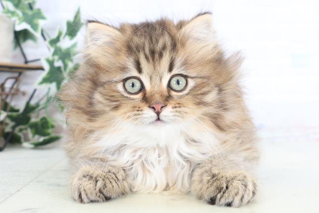 大阪府のサイベリアン (Coo&RIKU東大阪店/2025年12月19日生まれ/男の子/ブラウンタビー)の子猫の1枚目の画像