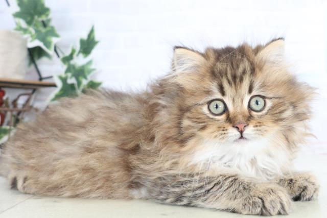 大阪府のサイベリアン (Coo&RIKU東大阪店/2025年12月19日生まれ/男の子/ブラウンタビー)の子猫の2枚目の画像