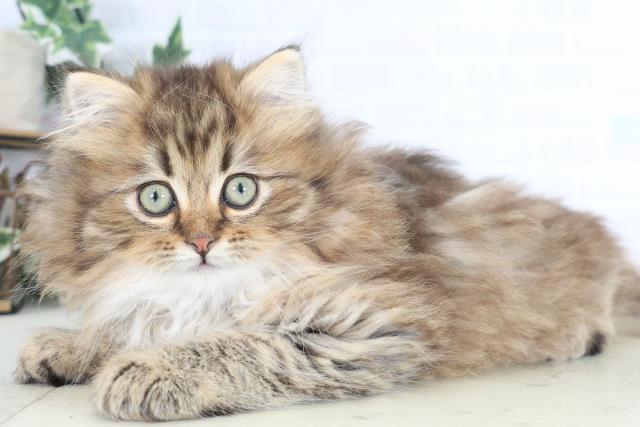 大阪府のサイベリアン (Coo&RIKU東大阪店/2025年12月19日生まれ/男の子/ブラウンタビー)の子猫の3枚目の画像