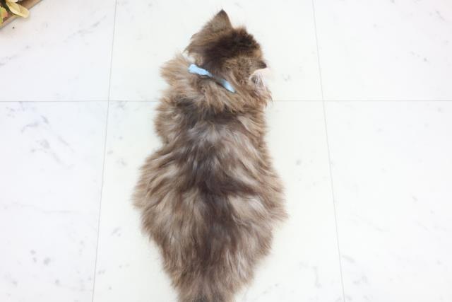 大阪府のサイベリアン (Coo&RIKU東大阪店/2025年12月19日生まれ/男の子/ブラウンタビー)の子猫の4枚目の画像