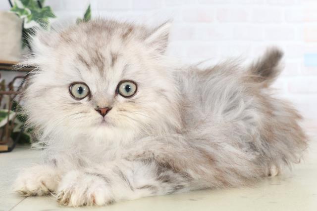 福岡県のサイベリアン (Coo&RIKUゆめタウン飯塚店/2025年11月27日生まれ/男の子/シルバータビー)の子猫の3枚目の画像