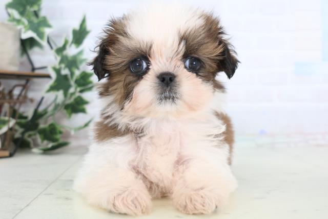 岡山県のシーズー (Coo&RIKU岡山店/2025年12月13日生まれ/男の子/ゴールドホワイト)の子犬の1枚目の画像