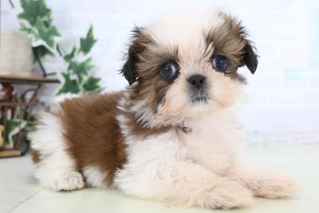 岡山県のシーズー (Coo&RIKU岡山店/2025年12月13日生まれ/男の子/ゴールドホワイト)の子犬の2枚目の画像