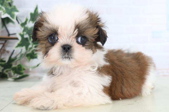 岡山県のシーズー (Coo&RIKU岡山店/2025年12月13日生まれ/男の子/ゴールドホワイト)の子犬の3枚目の画像