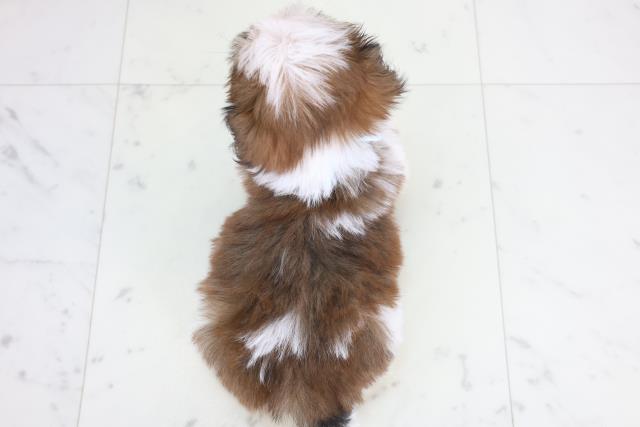 岡山県のシーズー (Coo&RIKU岡山店/2025年12月13日生まれ/男の子/ゴールドホワイト)の子犬の4枚目の画像