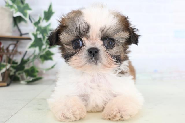 山口県のシーズー (Coo&RIKUサンパークあじす店/2025年12月13日生まれ/男の子/ゴールドホワイト)の子犬の1枚目の画像