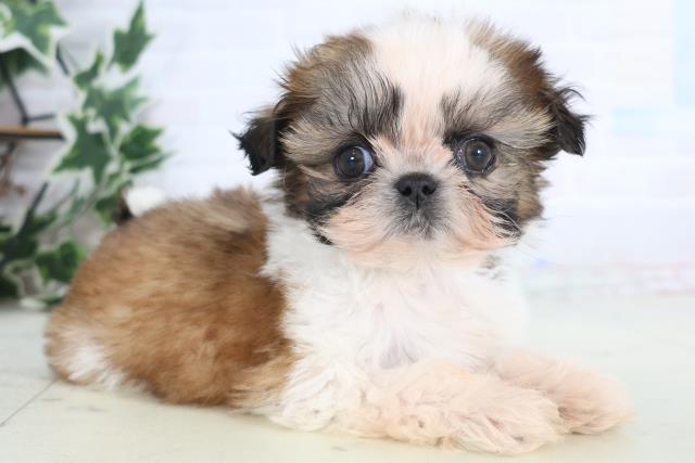 山口県のシーズー (Coo&RIKUサンパークあじす店/2025年12月13日生まれ/男の子/ゴールドホワイト)の子犬の2枚目の画像