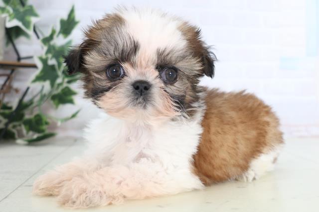 山口県のシーズー (Coo&RIKUサンパークあじす店/2025年12月13日生まれ/男の子/ゴールドホワイト)の子犬の3枚目の画像