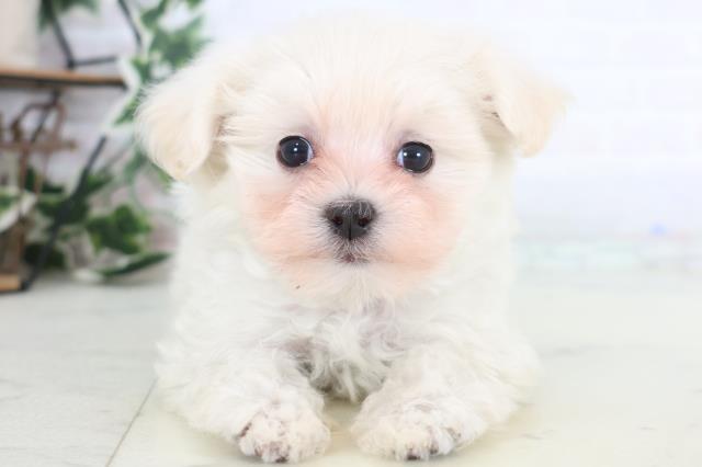 岡山県のマルプー(マルチーズ×プードル) (Coo&RIKU岡山店/2025年12月19日生まれ/女の子/クリーム)の子犬の1枚目の画像