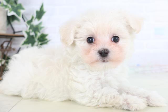 岡山県のマルプー(マルチーズ×プードル) (Coo&RIKU岡山店/2025年12月19日生まれ/女の子/クリーム)の子犬の2枚目の画像