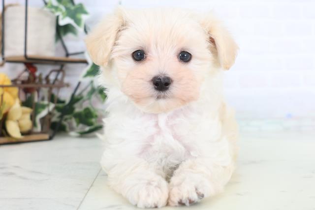 愛媛県のマルプー(マルチーズ×プードル) (Coo&RIKUイオンタウン川之江店/2025年12月19日生まれ/女の子/クリーム)の子犬の1枚目の画像
