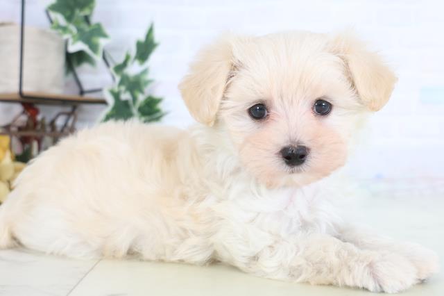 愛媛県のマルプー(マルチーズ×プードル) (Coo&RIKUイオンタウン川之江店/2025年12月19日生まれ/女の子/クリーム)の子犬の2枚目の画像