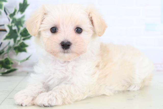 愛媛県のマルプー(マルチーズ×プードル) (Coo&RIKUイオンタウン川之江店/2025年12月19日生まれ/女の子/クリーム)の子犬の3枚目の画像