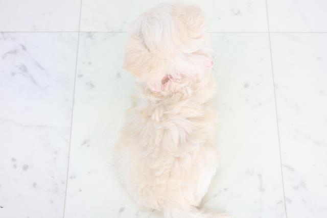 愛媛県のマルプー(マルチーズ×プードル) (Coo&RIKUイオンタウン川之江店/2025年12月19日生まれ/女の子/クリーム)の子犬の4枚目の画像