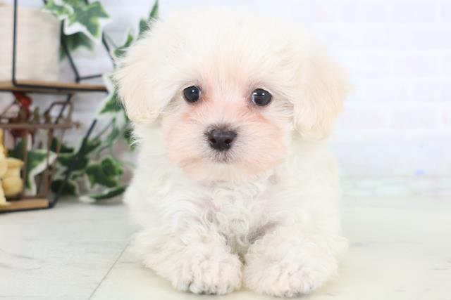 福岡県のマルプー(マルチーズ×プードル) (Coo&RIKU小倉店/2025年12月19日生まれ/女の子/クリーム)の子犬の1枚目の画像