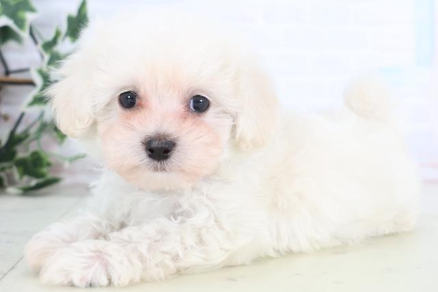 福岡県のマルプー(マルチーズ×プードル) (Coo&RIKU小倉店/2025年12月19日生まれ/女の子/クリーム)の子犬の3枚目の画像