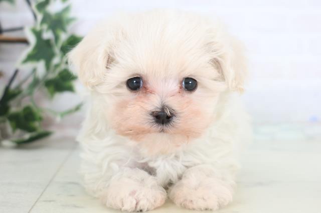 福岡県のマルプー(マルチーズ×プードル) (Coo&RIKUフォレストシティ春日店/2025年12月19日生まれ/女の子/クリーム)の子犬の1枚目の画像