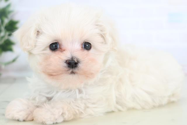 福岡県のマルプー(マルチーズ×プードル) (Coo&RIKUフォレストシティ春日店/2025年12月19日生まれ/女の子/クリーム)の子犬の3枚目の画像