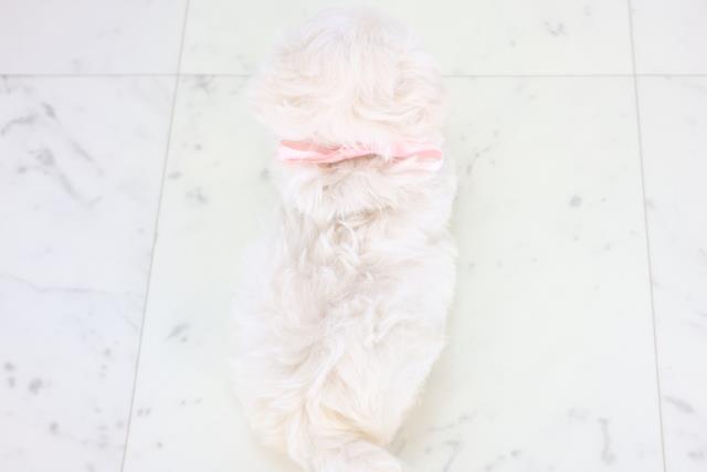 福岡県のマルプー(マルチーズ×プードル) (Coo&RIKUフォレストシティ春日店/2025年12月19日生まれ/女の子/クリーム)の子犬の4枚目の画像