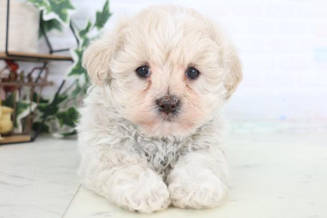 熊本県のマルプー(マルチーズ×プードル) (Coo&RIKUイオンモール宇城店/2025年12月19日生まれ/男の子/クリーム)の子犬の1枚目の画像