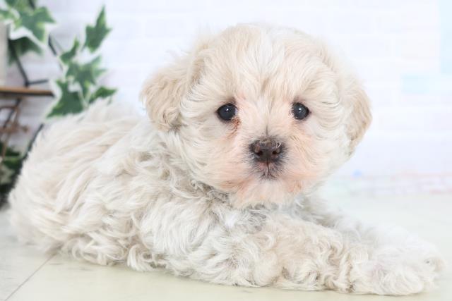 熊本県のマルプー(マルチーズ×プードル) (Coo&RIKUイオンモール宇城店/2025年12月19日生まれ/男の子/クリーム)の子犬の2枚目の画像