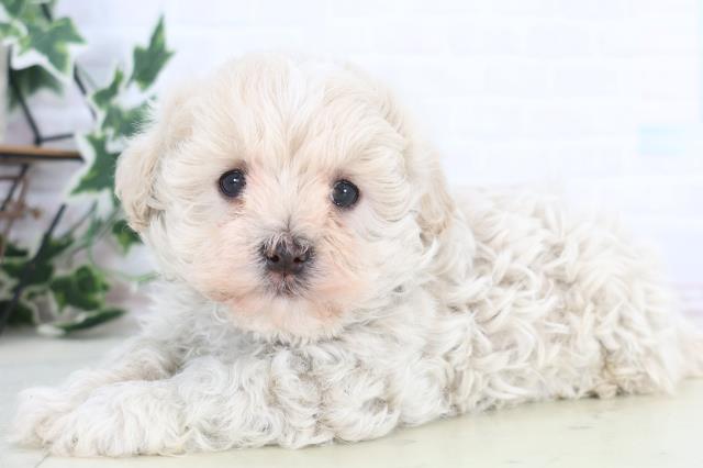 熊本県のマルプー(マルチーズ×プードル) (Coo&RIKUイオンモール宇城店/2025年12月19日生まれ/男の子/クリーム)の子犬の3枚目の画像