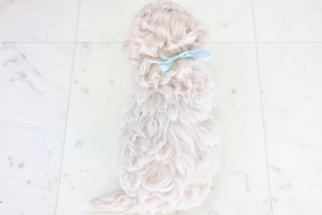 熊本県のマルプー(マルチーズ×プードル) (Coo&RIKUイオンモール宇城店/2025年12月19日生まれ/男の子/クリーム)の子犬の4枚目の画像