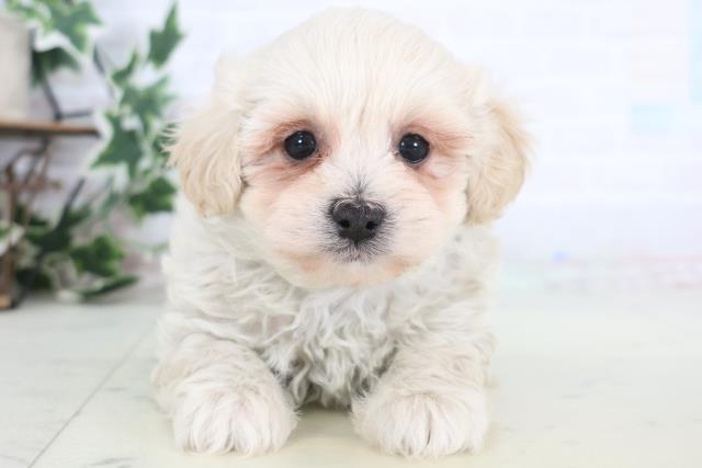 鹿児島県のマルプー(マルチーズ×プードル) (Coo&RIKU鹿児島店/2025年12月19日生まれ/男の子/クリーム)の子犬の1枚目の画像