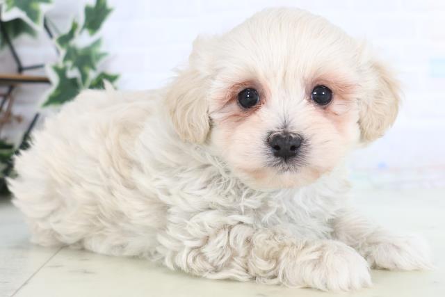 鹿児島県のマルプー(マルチーズ×プードル) (Coo&RIKU鹿児島店/2025年12月19日生まれ/男の子/クリーム)の子犬の2枚目の画像