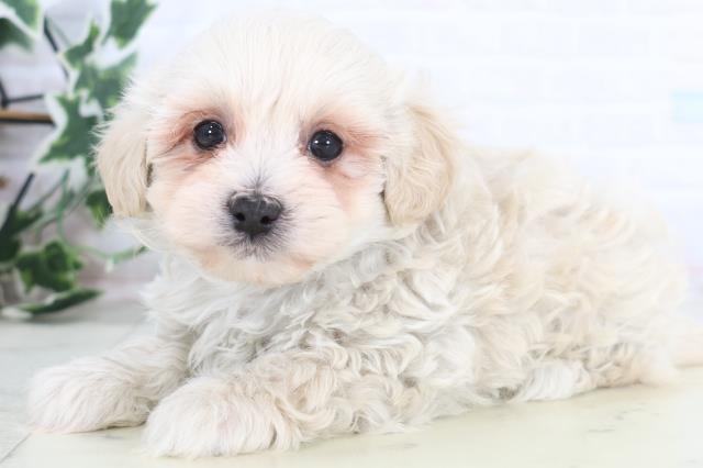 鹿児島県のマルプー(マルチーズ×プードル) (Coo&RIKU鹿児島店/2025年12月19日生まれ/男の子/クリーム)の子犬の3枚目の画像