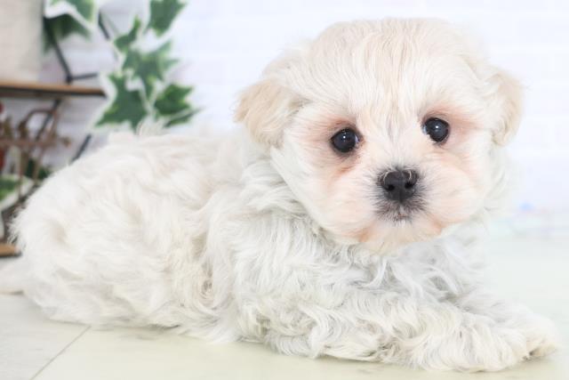 福岡県のマルプー(マルチーズ×プードル) (Coo&RIKUゆめタウン飯塚店/2025年12月19日生まれ/女の子/クリーム)の子犬の2枚目の画像