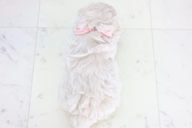 福岡県のマルプー(マルチーズ×プードル) (Coo&RIKUゆめタウン飯塚店/2025年12月19日生まれ/女の子/クリーム)の子犬の4枚目の画像