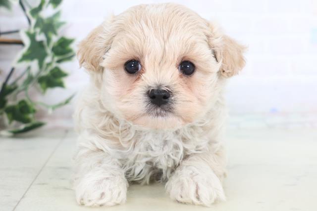 福岡県のマルプー(マルチーズ×プードル) (Coo&RIKUゆめタウン飯塚店/2025年12月19日生まれ/女の子/クリーム)の子犬の1枚目の画像