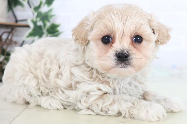 福岡県のマルプー(マルチーズ×プードル) (Coo&RIKUゆめタウン飯塚店/2025年12月19日生まれ/女の子/クリーム)の子犬の2枚目の画像