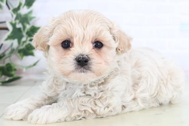 福岡県のマルプー(マルチーズ×プードル) (Coo&RIKUゆめタウン飯塚店/2025年12月19日生まれ/女の子/クリーム)の子犬の3枚目の画像